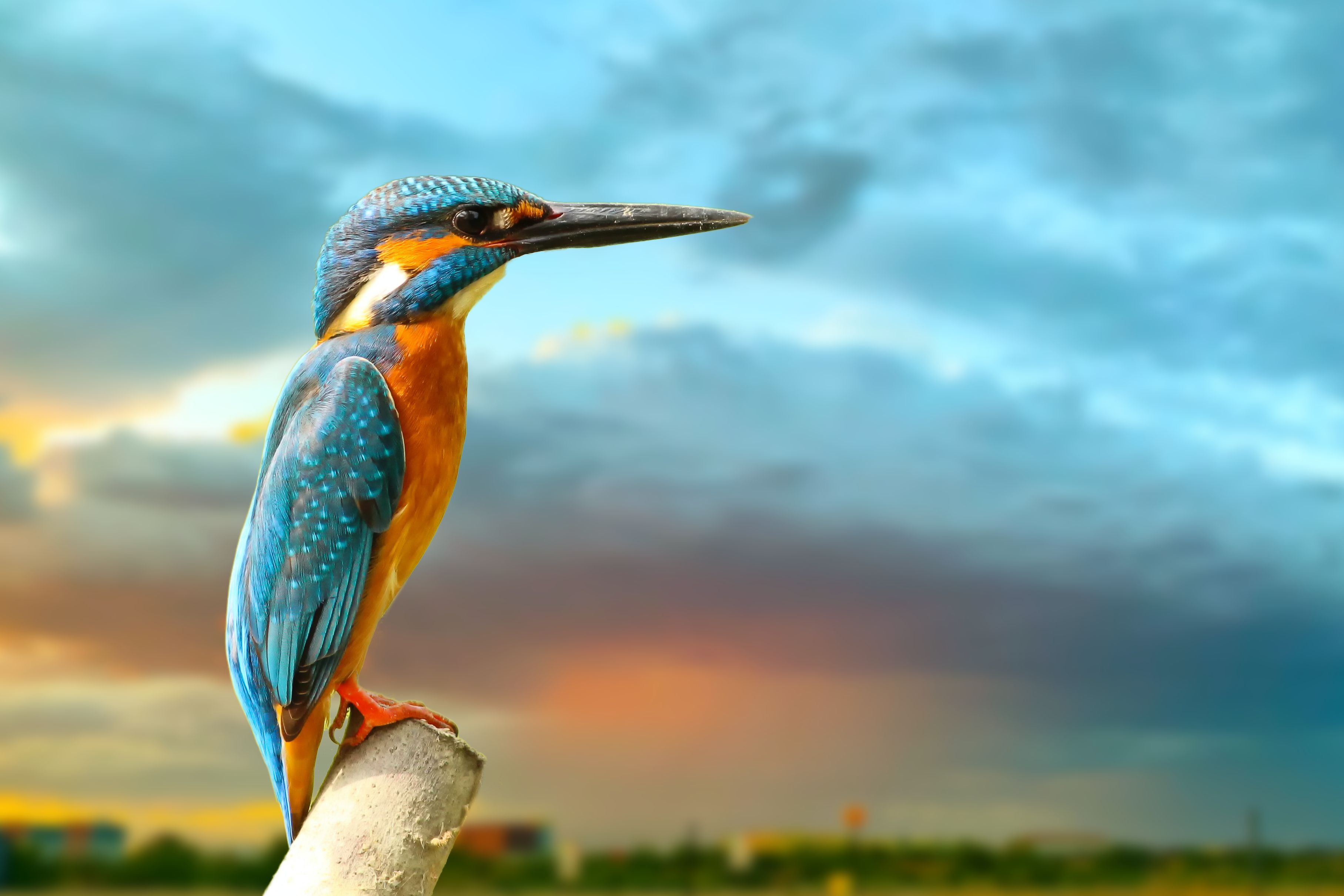 Behance Portfolio